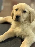 Arrow, a male Golden Retriever for sale in Wilbraham, MA – Photo 1 of 6