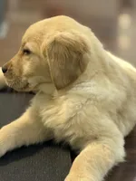 Arrow, a male Golden Retriever for sale in Wilbraham, MA – Photo 5 of 6