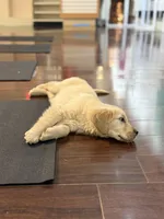 Arrow, a male Golden Retriever for sale in Wilbraham, MA – Photo 6 of 6