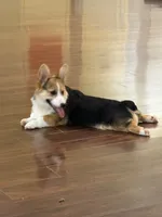 Rocky , a male Pembroke Welsh Corgi for sale in Hampden, MA – 7 of 9