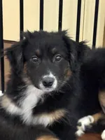 Sweet pea, a female Miniature Australian Shepherd for sale in Wilbraham, MA – Photo 1 of 5