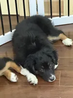 Sweet pea, a female Miniature Australian Shepherd for sale in Wilbraham, MA – Photo 4 of 5