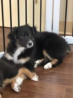 Sweet pea, a female Miniature Australian Shepherd for sale in Wilbraham, MA – Photo 3 of 5