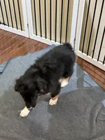 Sweet pea, a female Miniature Australian Shepherd for sale in Wilbraham, MA – Photo 5 of 5