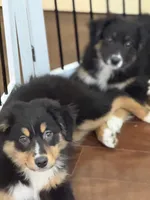 Sweet pea, a female Miniature Australian Shepherd for sale in Wilbraham, MA – Photo 2 of 5