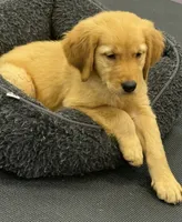 Finn, a male Golden Retriever and English Cream Golden Retriever for sale in Hampden, MA – 4 of 6