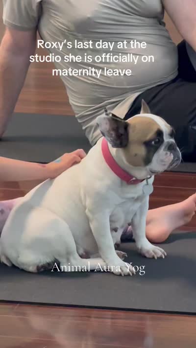Frankie, a female French Bulldog for sale in Hampden, MA – 8 of 8