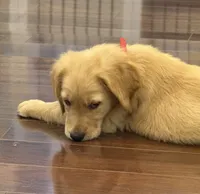 Finn, a male Golden Retriever and English Cream Golden Retriever for sale in Hampden, MA – 2 of 6