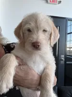Ozzy, a male Aussiedoodle and Labrador Retriever for sale in Hampden, MA – 1 of 3