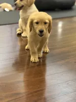 Moose, a male Golden Retriever and English Cream Golden Retriever for sale in Hampden, MA – 5 of 7