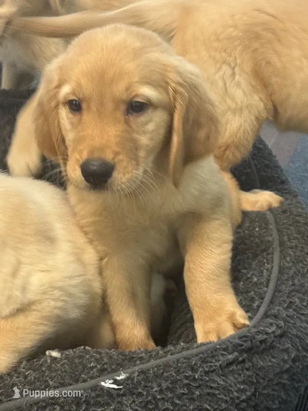 Bear – Golden Retriever, English Cream Golden Retriever puppy for sale in Hampden, MA