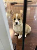 Luna, a female Pembroke Welsh Corgi for sale in Wilbraham, MA – 3 of 4