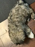 Shaggy, a male Shih Tzu for sale in Hampden, MA – 4 of 8