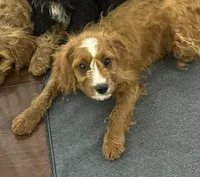 Milo, a male Cavapoo for sale in Hampden, MA – 3 of 5