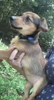 Nacho, a male Chiweenie for sale in Hampden, MA – 2 of 3