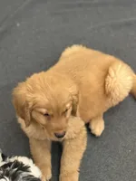 Moose, a male Golden Retriever for sale in Wilbraham, MA – 2 of 4