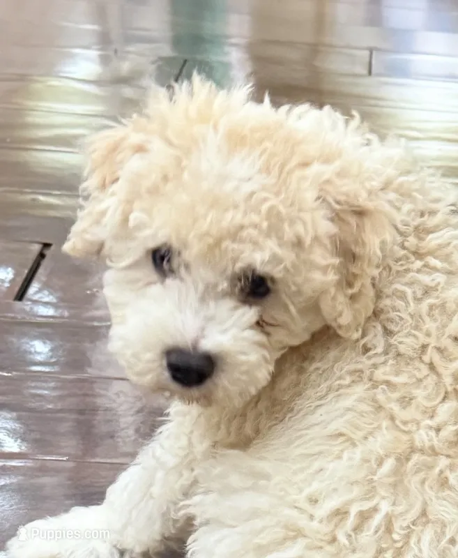 Charlie – Miniature Aussiedoodle puppy for sale in Hampden, MA
