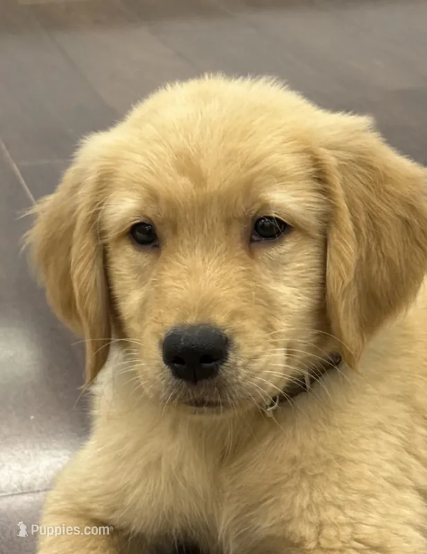 Charlie – Golden Retriever, English Cream Golden Retriever puppy for sale in Hampden, MA