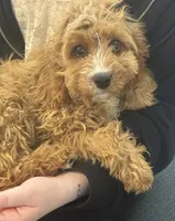 Copper, a male Cavapoo for sale in Hampden, MA – 3 of 3