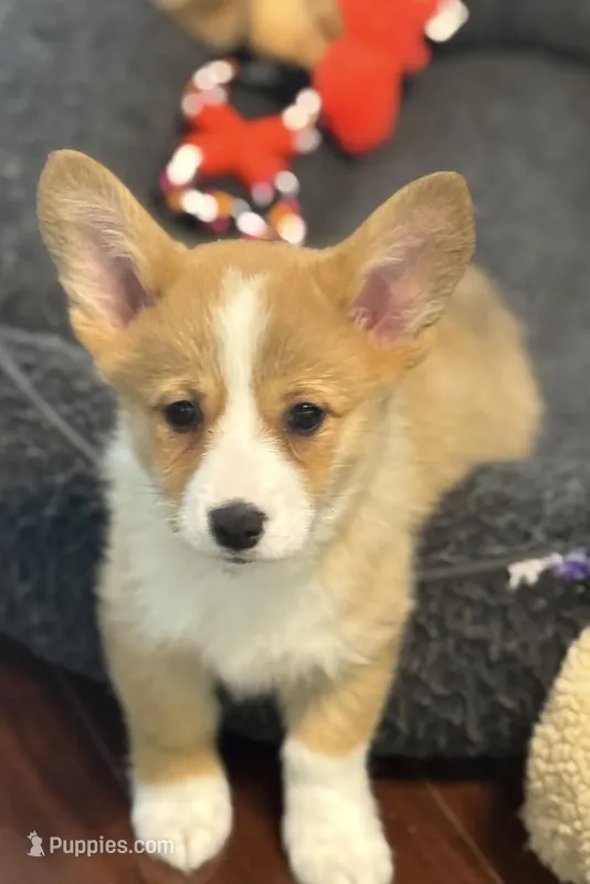 Gigi – Pembroke Welsh Corgi puppy for sale in Wilbraham, MA