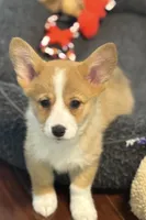 Gigi, a male Pembroke Welsh Corgi for sale in Wilbraham, MA – 1 of 3