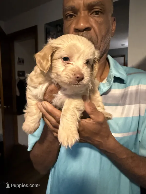 Gigi – Soft Coated Wheaten Terrier, Poodle - Miniature  puppy for sale in Hampden, MA