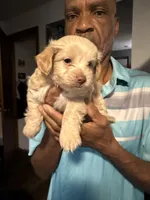 Gigi, a female Soft Coated Wheaten Terrier and Poodle - Miniature  for sale in Hampden, MA – 1 of 6