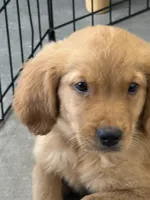 Sadie, a male Golden Retriever and English Cream Golden Retriever for sale in Hampden, MA – 4 of 4