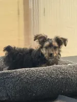 Teddy, a male Yorkshire Terrier for sale in Hampden, MA – 2 of 4