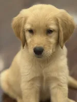 Honey , a female Golden Retriever and English Cream Golden Retriever for sale in Hampden, MA – 2 of 5