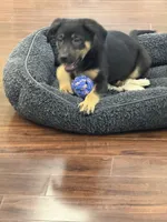 Yogi, a male German Shepherd Dog and Golden Retriever for sale in Wilbraham, MA – 5 of 8