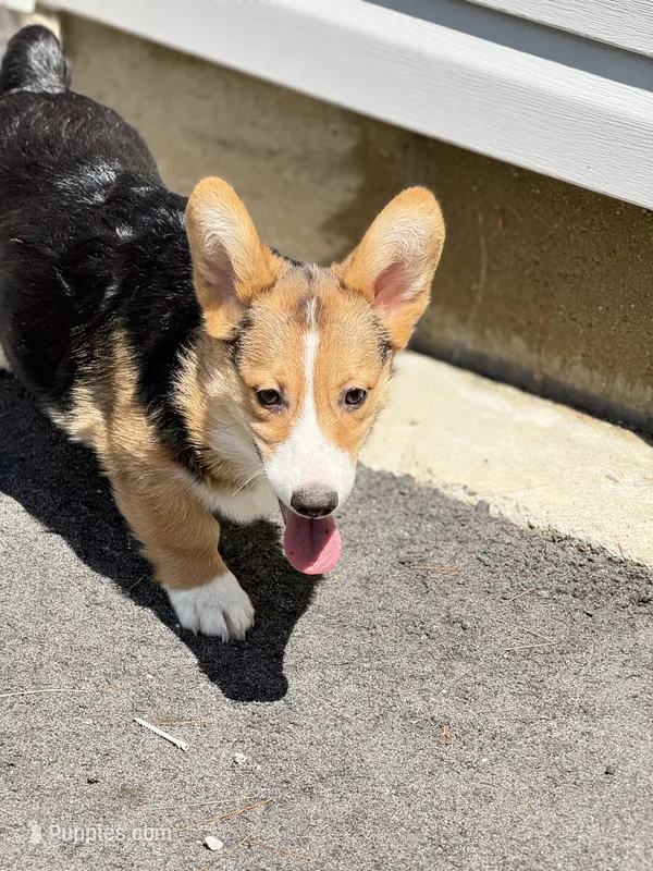 Tank – Pembroke Welsh Corgi puppy for sale in Wilbraham, MA