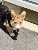 Tank, a male Pembroke Welsh Corgi for sale in Wilbraham, MA – 1 of 6