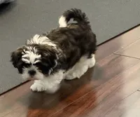 Hank, a male Shih Tzu for sale in Wilbraham, MA – 6 of 9