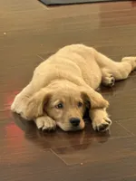 Ellie, a female Golden Retriever and English Cream Golden Retriever for sale in Hampden, MA – 6 of 9