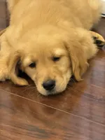 Moose, a male Golden Retriever and English Cream Golden Retriever for sale in Hampden, MA – 3 of 7
