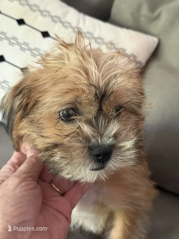 Jewels – Shihpoo puppy for sale in Hampden, MA
