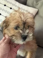 Jewels, a female Shihpoo for sale in Hampden, MA – 1 of 5