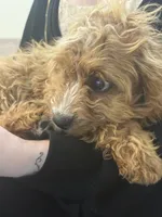 Max, a male Cavapoo for sale in Hampden, MA – 3 of 5