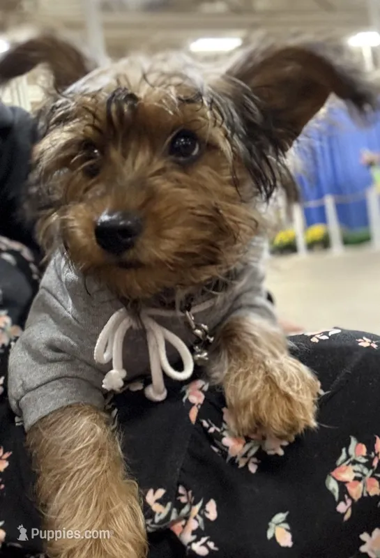 Maverick – Yorkshire Terrier puppy for sale in Hampden, MA