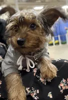 Maverick, a male Yorkshire Terrier for sale in Hampden, MA – 1 of 3