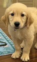 Duke, a male Golden Retriever and English Cream Golden Retriever for sale in Hampden, MA – 7 of 7