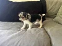 Bentley , a male Shihpoo for sale in Hampden, MA – 2 of 4