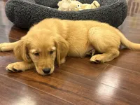 Hawk, a male Golden Retriever and English Cream Golden Retriever for sale in Hampden, MA – 8 of 10