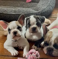 Frankie, a female French Bulldog for sale in Hampden, MA – 1 of 8
