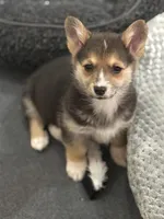 Daisy, a female Pembroke Welsh Corgi for sale in Wilbraham, MA – Photo 2 of 5