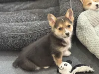 Daisy, a female Pembroke Welsh Corgi for sale in Wilbraham, MA – Photo 4 of 5