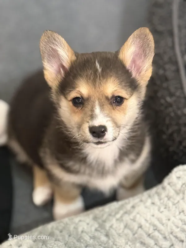 Daisy – Pembroke Welsh Corgi puppy for sale in Wilbraham, MA