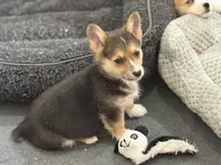 Daisy, a female Pembroke Welsh Corgi for sale in Wilbraham, MA – Photo 5 of 5