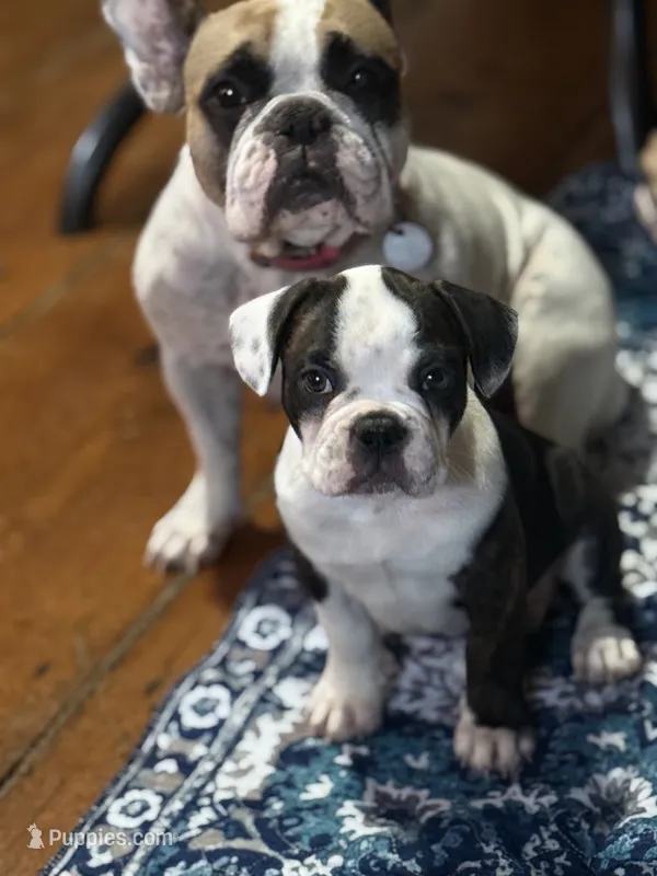 Boss – French Bulldog puppy for sale in Hampden, MA